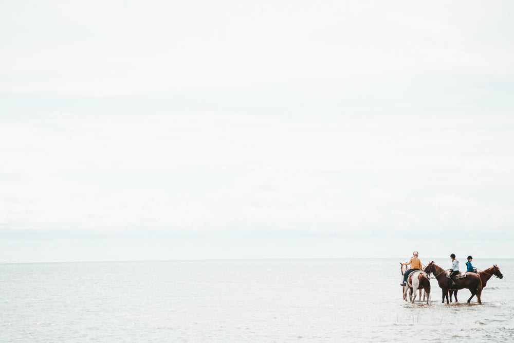 Blackthorn Denim Horses in the sea